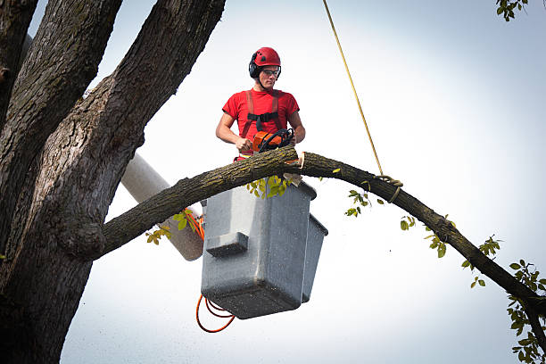 Best Stump Grinding and Removal  in Brush Prairie, WA